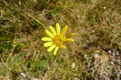 Brachyglottis bellidioides