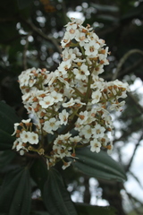 Miconia bella