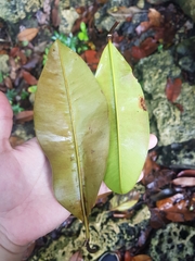 Manilkara spectabilis