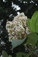 Miconia bella