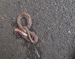 Coelognathus helena