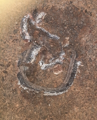 Coelognathus helena
