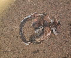 Coelognathus helena