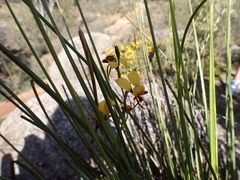 Diuris brumalis