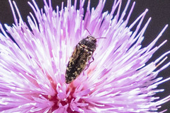 Acmaeodera acuta