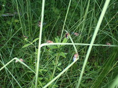 Triepeolus rufithorax