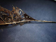 Hymenoscyphus albidus