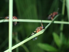 Triepeolus rufithorax