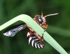 Triepeolus rufithorax