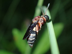 Triepeolus rufithorax