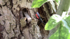 Atanycolus cappaerti