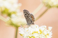 Euphilotes battoides