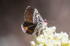 Euphilotes battoides