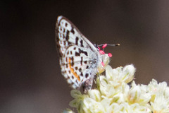 Euphilotes battoides