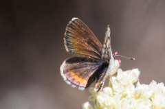 Euphilotes battoides