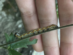 Pyrrhia exprimens
