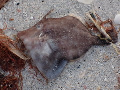 Monacanthus ciliatus