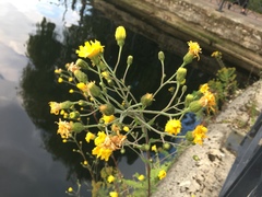 Hieracium sabaudum