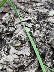 Agrilus viridis