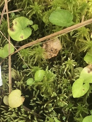 Viola pallens pallens