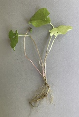 Viola pallens pallens