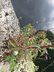 Hieracium sabaudum