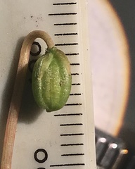 Viola pallens pallens