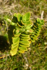 Veronica macrantha