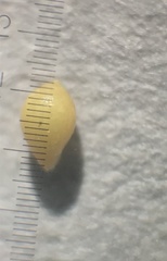 Viola pallens pallens