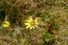 Brachyglottis bellidioides