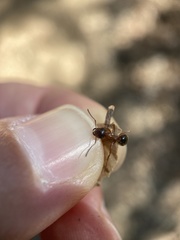Formica subpolita