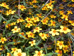 Zinnia bicolor