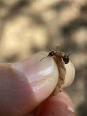 Formica subpolita