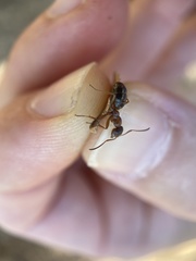 Formica subpolita