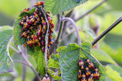 Oncopeltus spectabilis