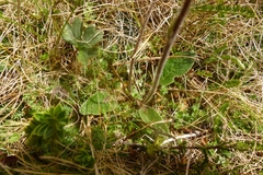 Brachyglottis bellidioides