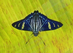 Phocides pigmalion