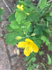 Chelidonium majus