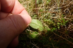Brachyglottis bellidioides