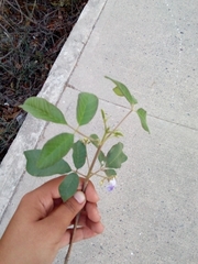 Vitex mollis