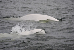 Delphinapterus leucas