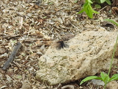 Melanchroia chephise