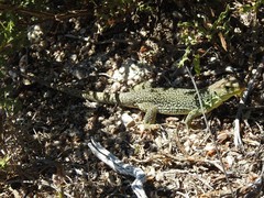 Timon lepidus ibericus