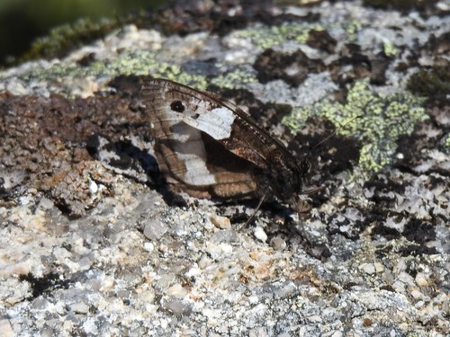 Rock Grayling