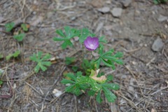 Sidalcea asprella nana