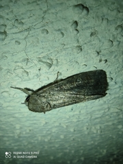 Spodoptera frugiperda