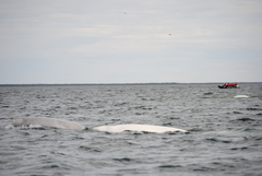 Delphinapterus leucas