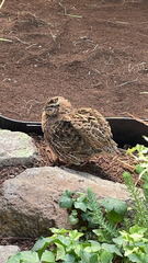 Coturnix