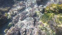 Ophioblennius steindachneri