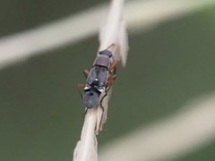 Pseudopachybrachius vinctus